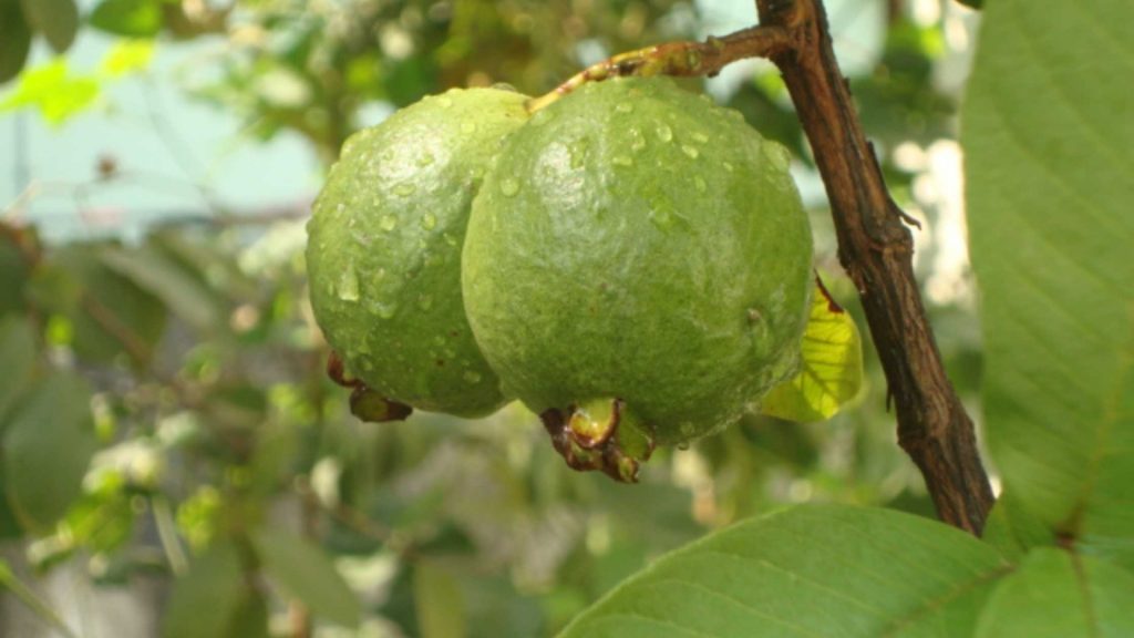 guava meyvesi faydaları